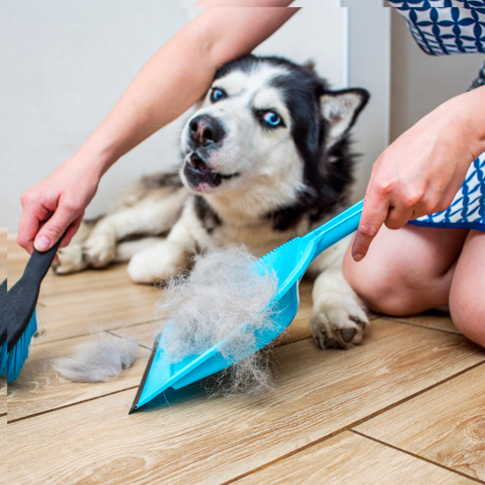 ramasser les poils de chien
