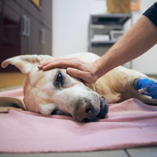explication du diabète chez le chien