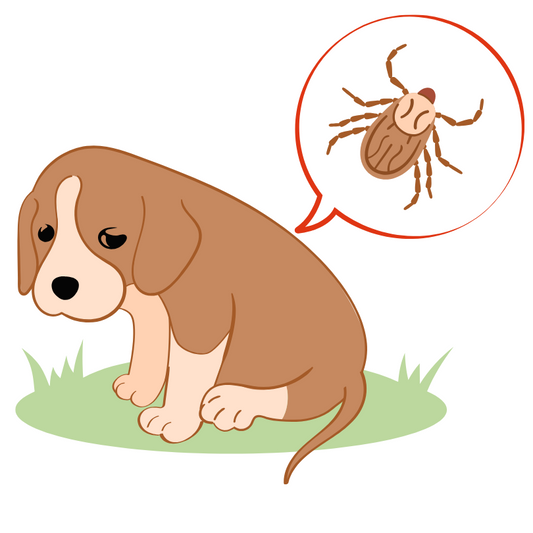 dangers des tiques pour le chien