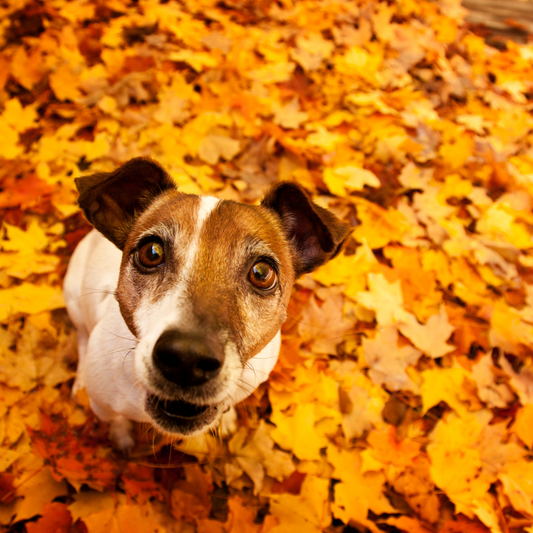 Conseils pour bien traverser l'automne avec son chien