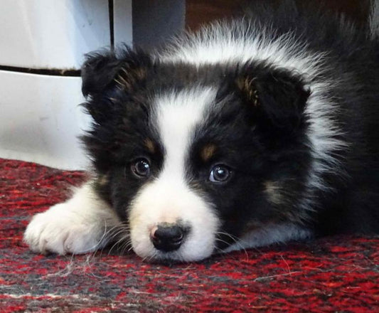 3 façons d'occuper son chien à l'intérieur - la vie de nos animaux