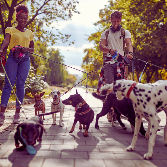 Top 5 des chiens les plus mignons