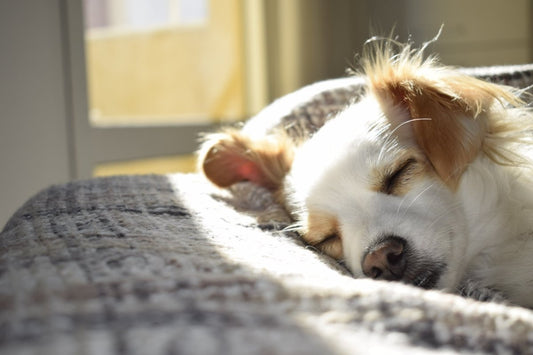 Calmer son chien rapidement - la vie de nos animaux