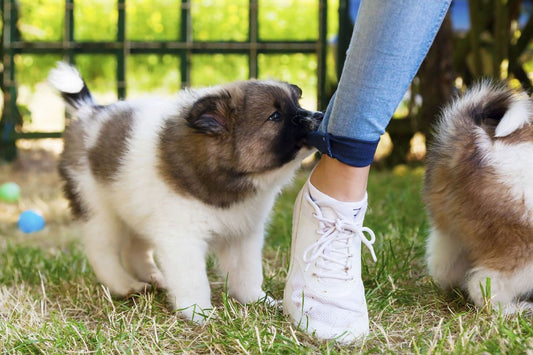 Chiot qui mordille, que faire ? - la vie de nos animaux