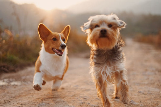Choisir son chien - la vie de nos animaux