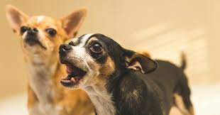 Comment faire taire un chien qui aboie ? - la vie de nos animaux