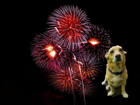 Les chiens et les feux d'artifice - la vie de nos animaux