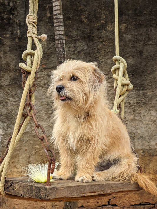 Le diabète chez le chien