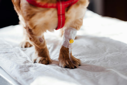 pyodermite infection du chien