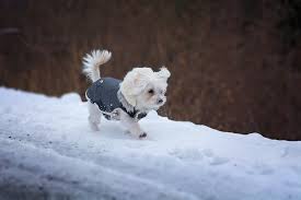 Quel vêtement choisir pour mon chien ? - la vie de nos animaux