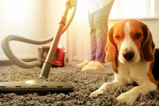 Se débarrasser des poils de chien ? - la vie de nos animaux