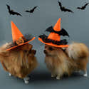 Chapeau Halloween Pour Chien Et Chat - Déguisement Tête De Chauve-Souris à Œil - Lanière Réglable - Taille Moyenne - 9