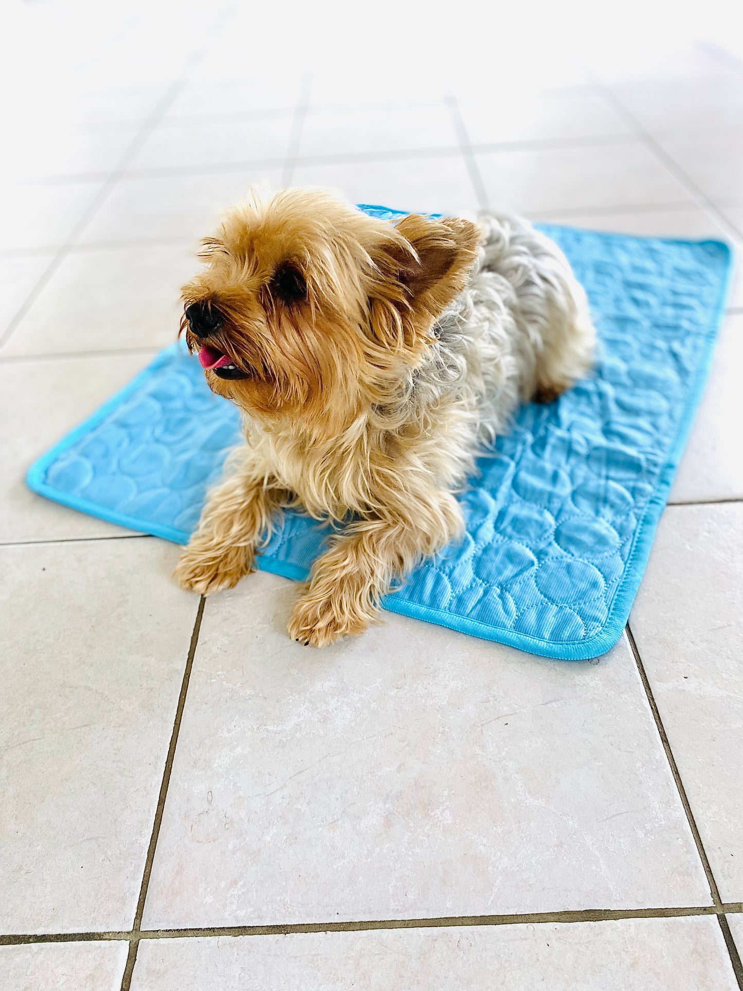 Tapis rafraîchissant "Freshdog" pour chien et chat