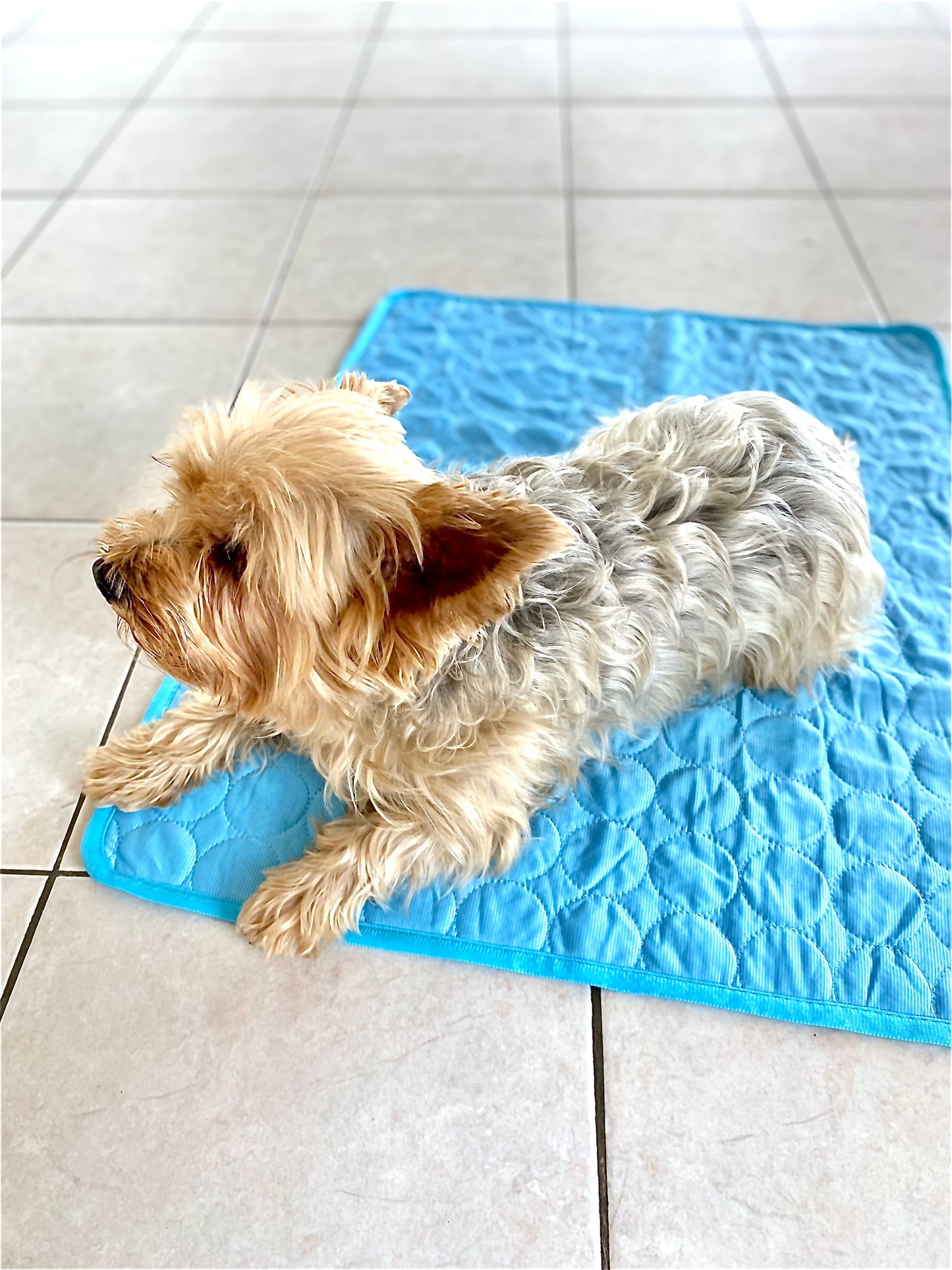 Tapis rafraîchissant "Freshdog" pour chien et chat