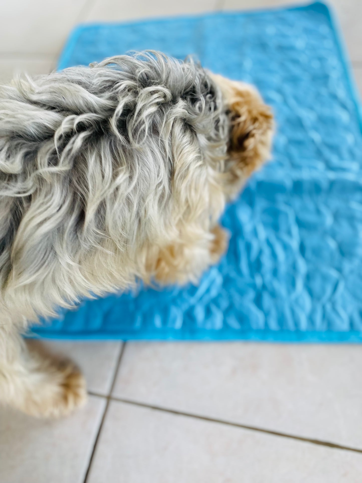 Tapis rafraîchissant "Freshdog" pour chien et chat