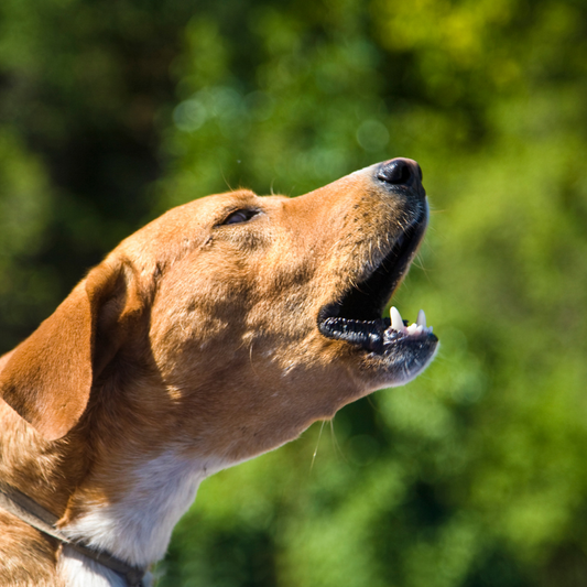 chien qui aboie, que faire ?