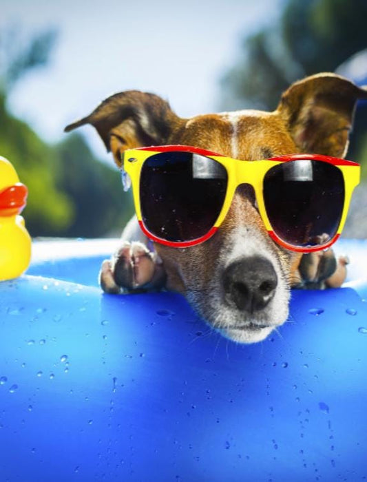 8 façons d'aider votre chien à supporter la chaleur - la vie de nos animaux