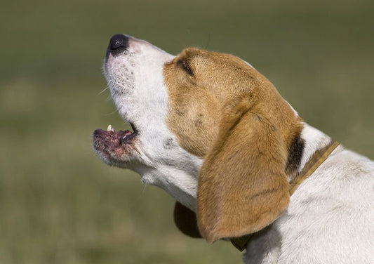 Aboiement de chien - la vie de nos animaux