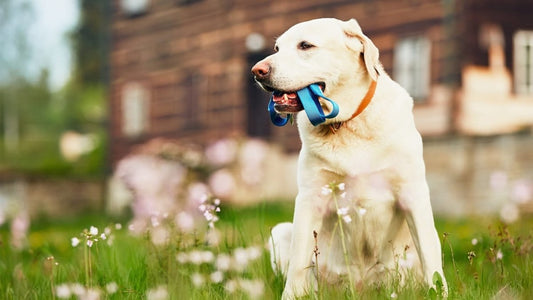 Apprendre à son chien à marcher en laisse - la vie de nos animaux