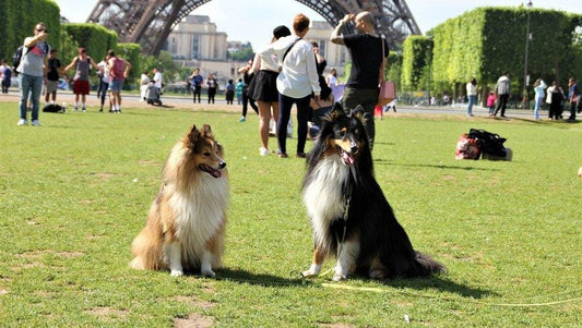 Apprendre le rappel à son chien - la vie de nos animaux