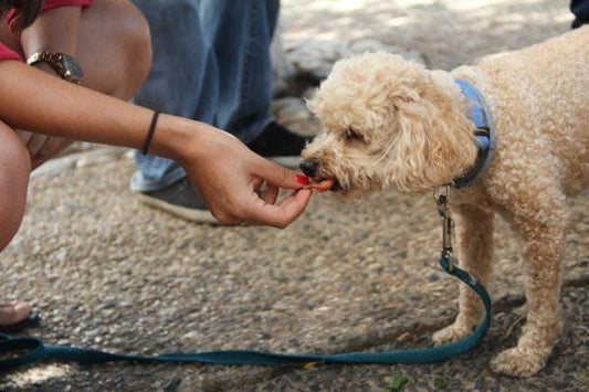 article du jour n°10 : Eduquer un chien adulte - la vie de nos animaux
