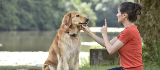 article du jour n°12 : Le rappel - la vie de nos animaux