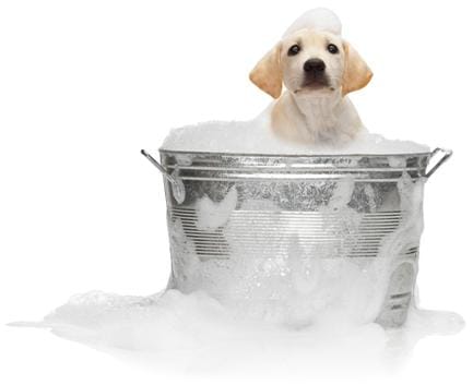 Article du jour n°3 : Le bain du chien - la vie de nos animaux