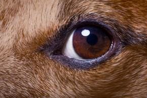 Article du jour n°4 : Le soin des yeux du chien - la vie de nos animaux