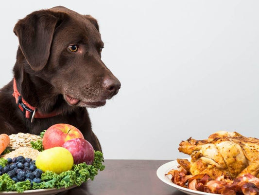 Article du jour n°7 : L'alimentation du chien - la vie de nos animaux