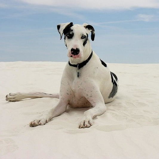 Avoir un grand chien .... - la vie de nos animaux