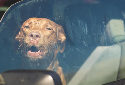 Chien enfermé dans une voiture au soleil, que faire ? - la vie de nos animaux
