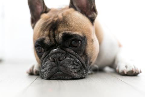 chien et canicule ne vont pas ensemble - la vie de nos animaux