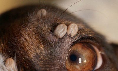 Comment enlever les tiques de mon chien - la vie de nos animaux