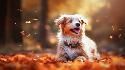 5 points importants pour passer l'automne avec son chien
