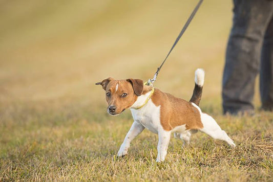 Mon chien tire en laisse : TOP 3 des exercices - la vie de nos animaux