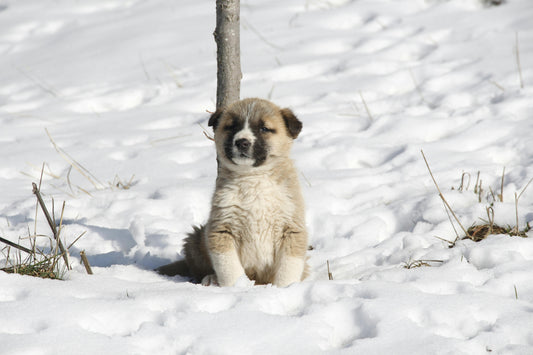 Mon chien a des poils, il n’a pas froid… vraiment ?