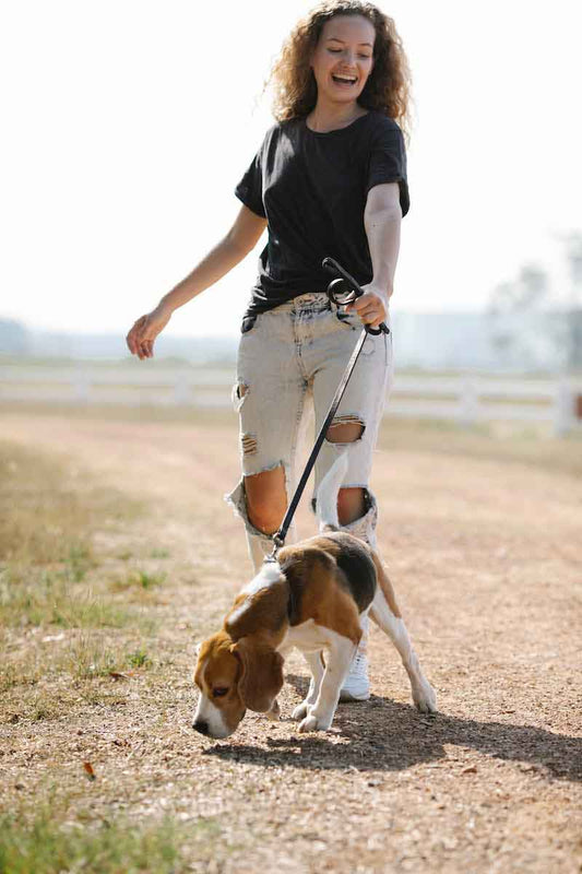 Pourquoi mon chien tire en laisse ? - la vie de nos animaux