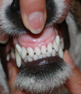 Prendre soin des dents de mon chien ... - la vie de nos animaux