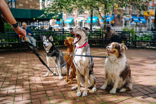 Socialiser son chien : les points essentiels - la vie de nos animaux