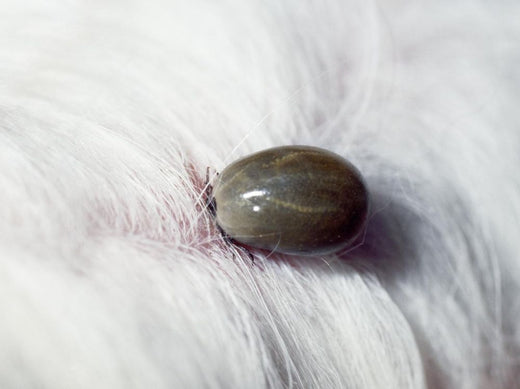Symptômes d'une piqûre de tique chez le chien - la vie de nos animaux
