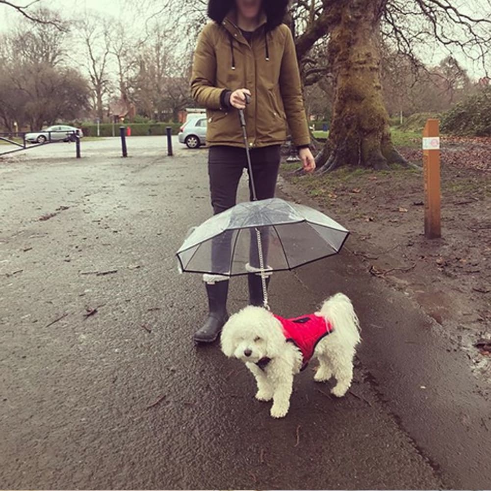 Parapluie pour chien