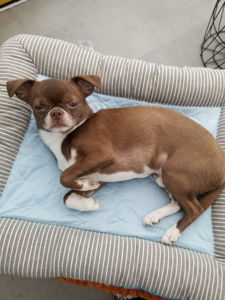Coussin rafraîchissant "Cold" pour chien et chat