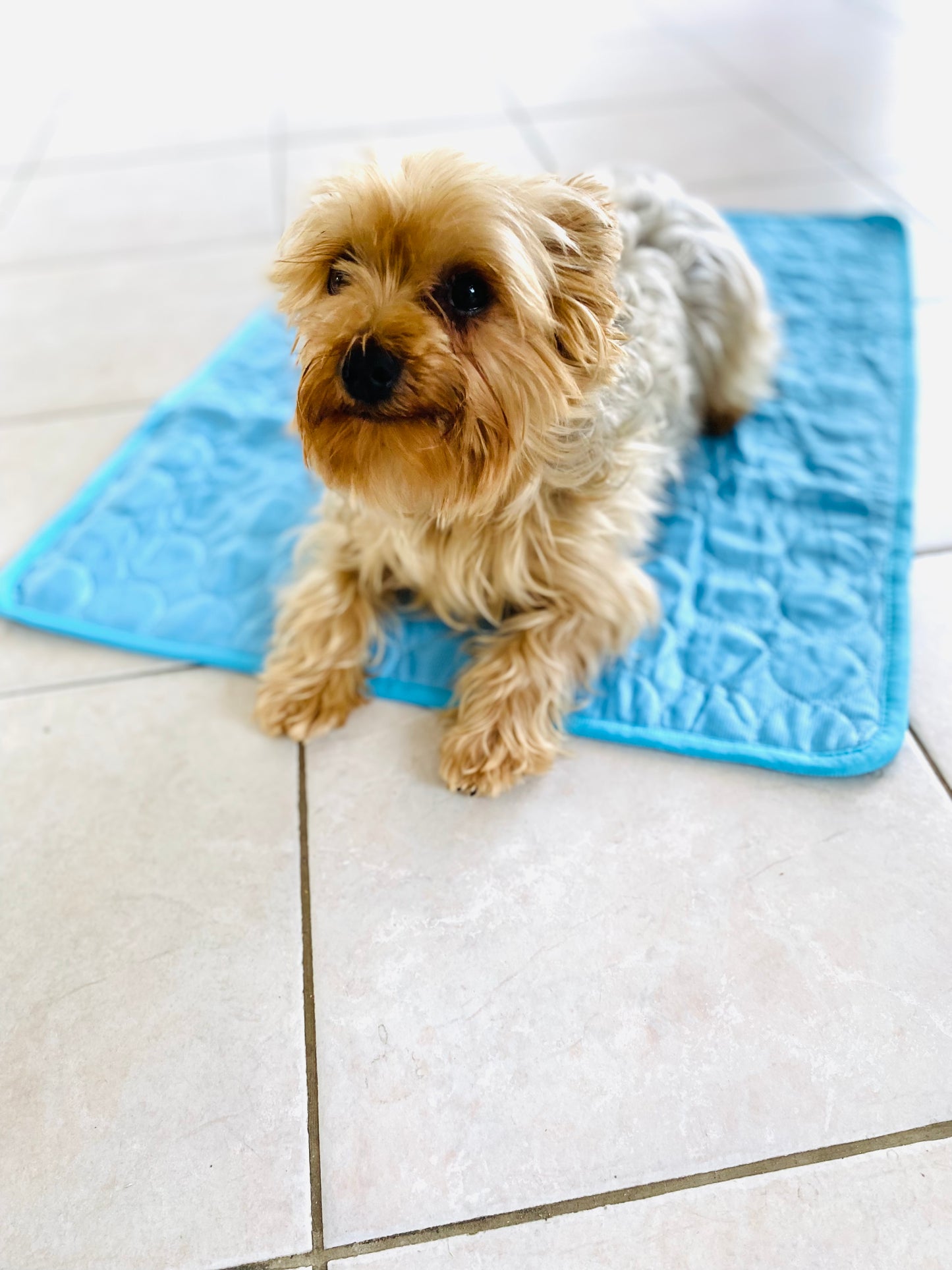 Tapis rafraîchissant "Freshdog" pour chien et chat