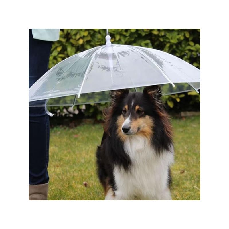 Parapluie pour chien
