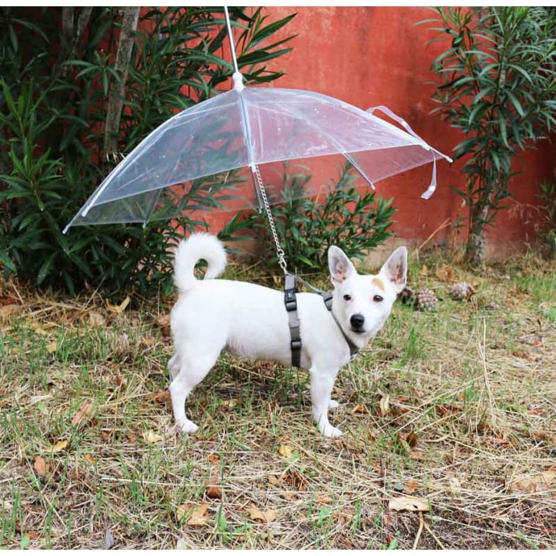 Parapluie pour chien