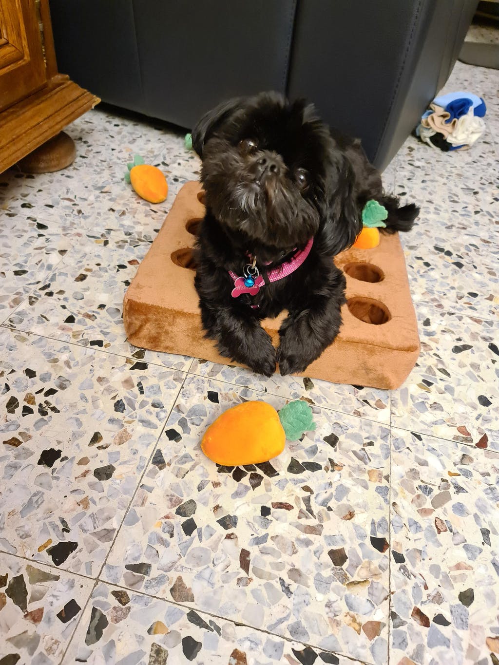 Jeu "Attrap'carottes" pour chien