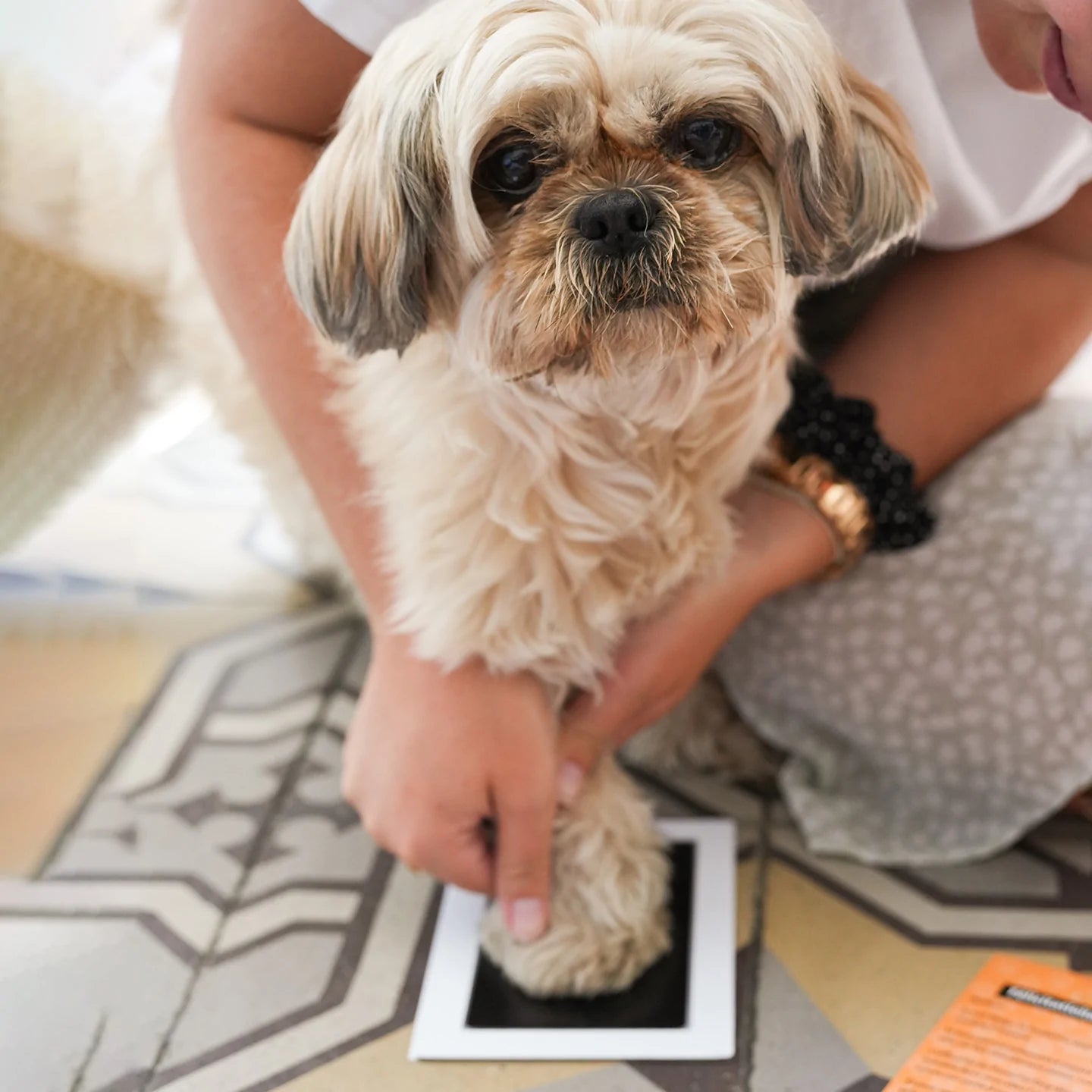 Kit d'empreinte pour chien - la vie de nos animaux