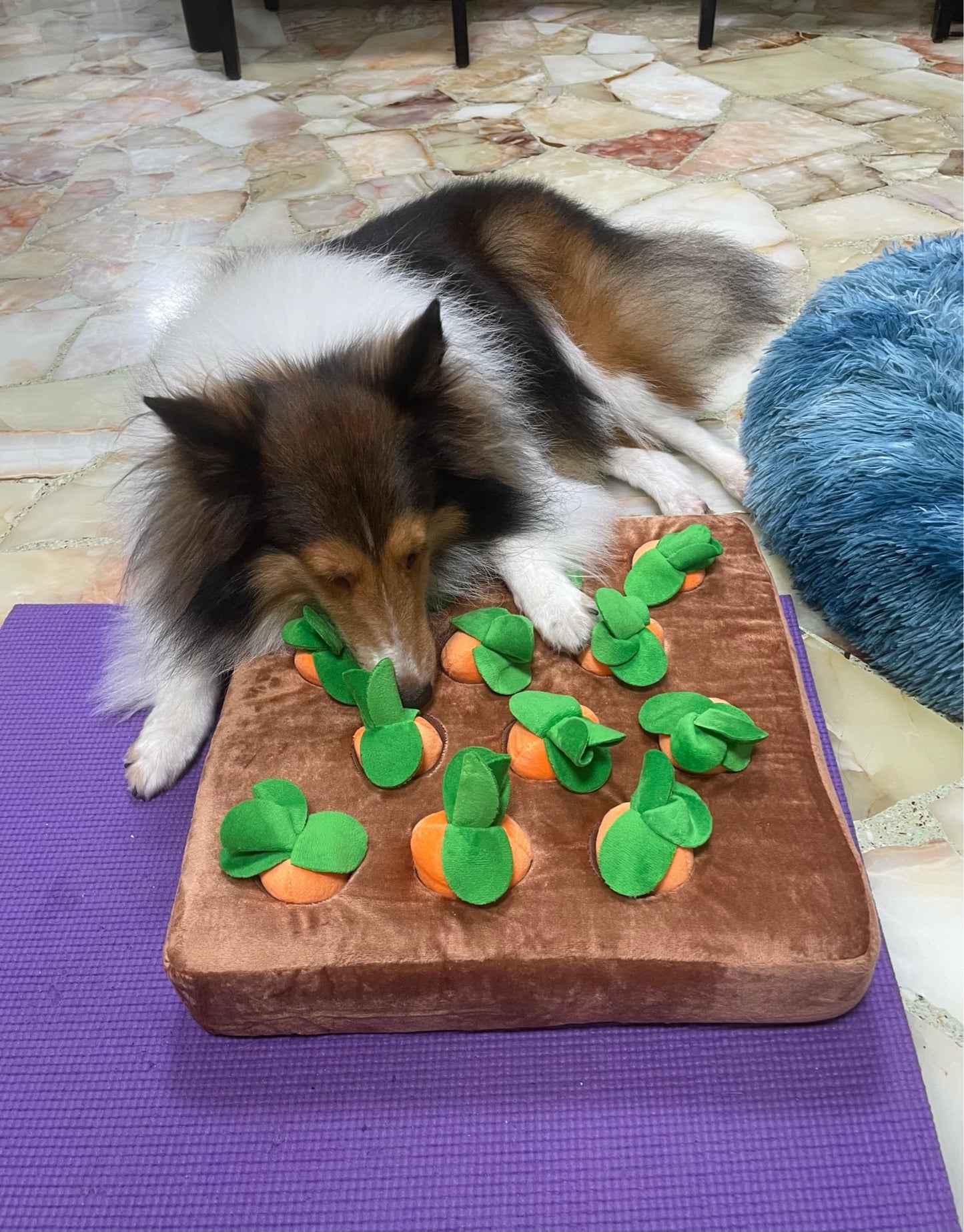 Jeu "Attrap'carottes" pour chien