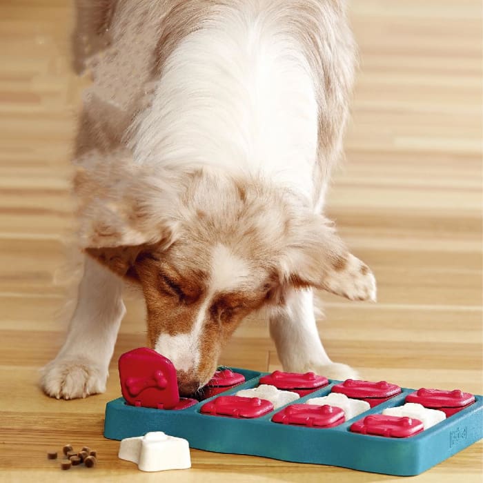 Boîte de jeux pour chien - Vert - Home & Garden Furniture / Pet Products / Dog Supplies