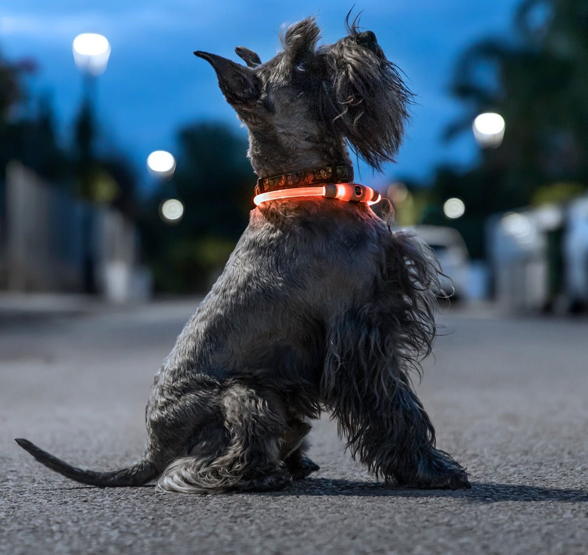 Collier LED "Security" pour chien - la vie de nos animaux